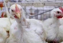 价格暴涨300%，它从“没人要”到“买不到”-程序员中文网